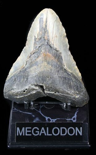 Bargain Megalodon Tooth - North Carolina #38677